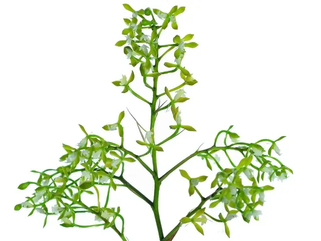 Epidendrum parviflorum (Epidendrum)