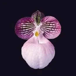 Paphiopedilium micranthum sp (Paphiopedilum)