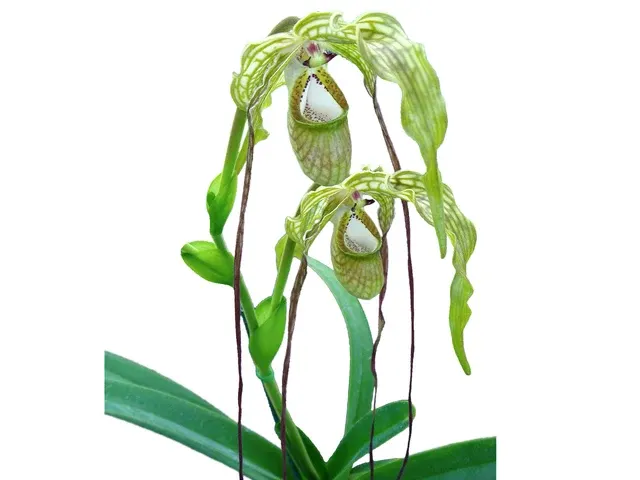 Phragmipedium caudatum