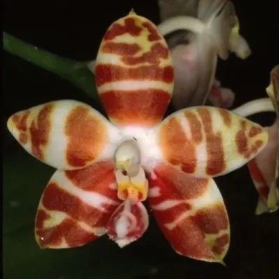 Phalaenopsis amboinensis sp (Phalaenopsis)
