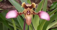 Paphiopedilum esquirolei 4N