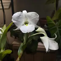 Dendrobium schuetzei