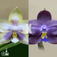 [Bare-root] #PA# Phal. Smiley Prince x Peter Blue Diamond [2.4" BS][Sept in stock 26]