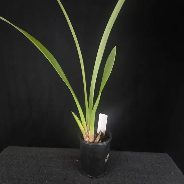 Cymbidium Black Stump - One Off Special 'Howzat'