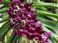 Vandachostylis Colmarie (Big Plant)