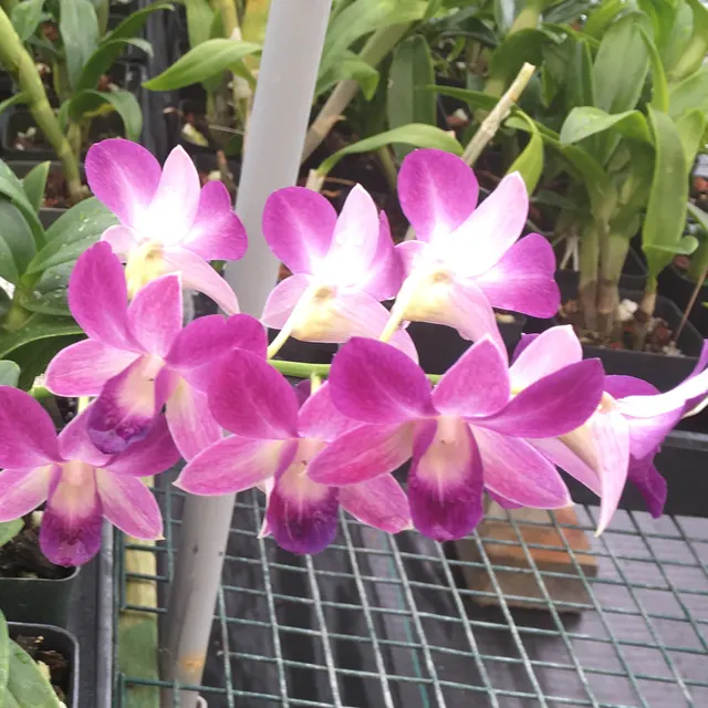 Dendrobium Special (Dendrobium)
