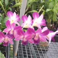 Dendrobium Special