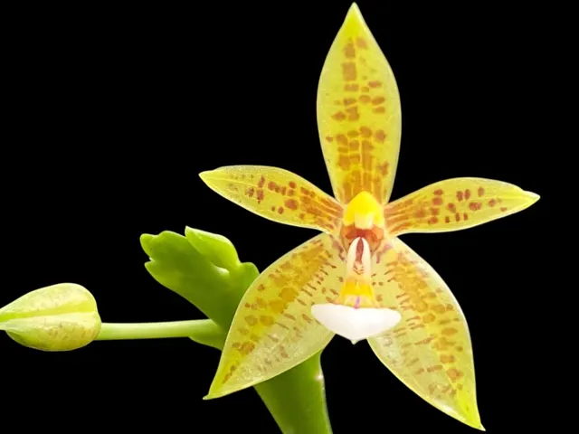 Phalaenopsis cornu-cervi 'flava'