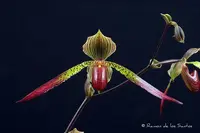 Paphiopedilum JULIUS (rothschildianum x lowii)