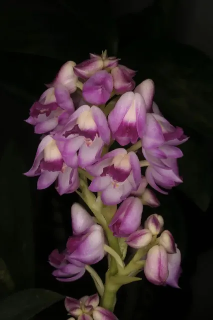 Polystachya perrierii (Polystachya)