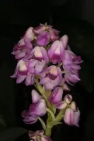 Polystachya perrierii