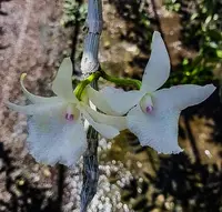 Dendrobium anosmum 'Pink Nose' sp.