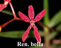 Renanthera Bella, A Striking Orchid with Vivid Red Blooms(30 DAYS Healthy Plant Guarantee)