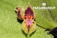 LEPANTHES POLYTRICHA MINIATURE ORCHID MOUNTED