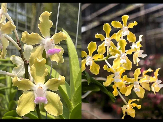 Vanda tessellata ‘semi’ x ‘alba’