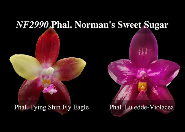 Phalaenopsis Norman Note , Amazing Fragrance ' 'S Sweet Sugar'