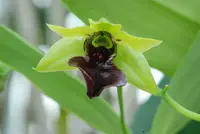 Dendrobium convolutum — Jungpflanze