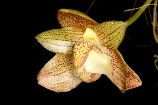 Bulbophyllum pectinatum