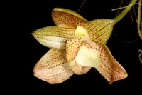 Bulbophyllum pectinatum