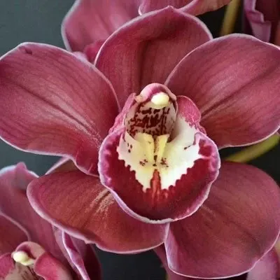 Cymbidium Red Nelly 'Purple Satin' (Cymbidium)