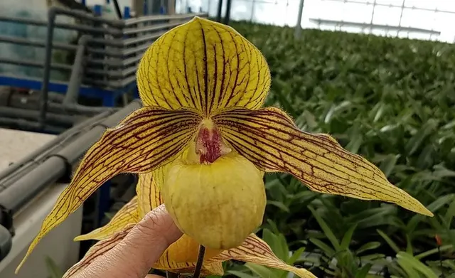 Paphiopedilum Harold Koopowitz (Paphiopedilum)