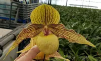 Paphiopedilum Harold Koopowitz (rothschildianum ‘Bloomington’× malipoense ‘Sam’s Choice’)