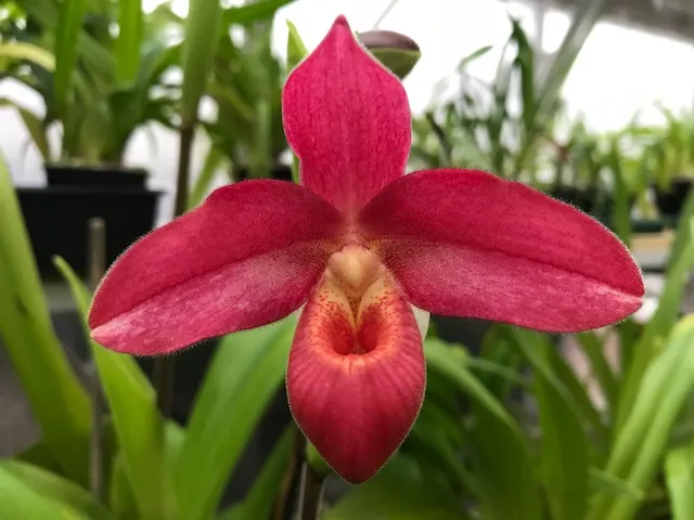 Phragmipedium Andean Fire (Phragmipedium)