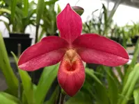 Phragmipedium Andean Fire (besseae x lindleyanum)
