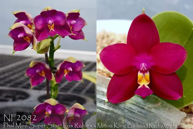 Phalaenopsis YangYang Peach Girl ', Note: Limited' (Phalaenopsis)