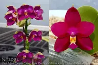 Phal. YangYang Peach Girl ', note: Limited ' (Miro Super Star ' Los Robles' x Mituo King Bellina ' Red Apple ' )