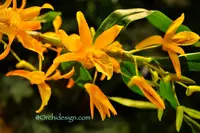 Dendrobium Pixie Charm – Tangerine fragrant!