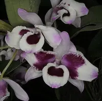 Dendrobium nobile var cooksonii