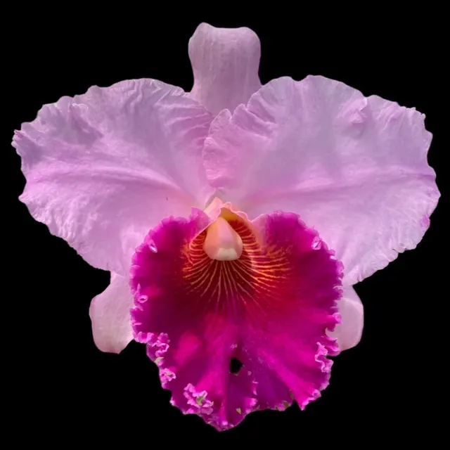 Potinara William Drumbeat