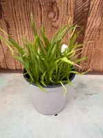 COMPOT Oncidium ensatum