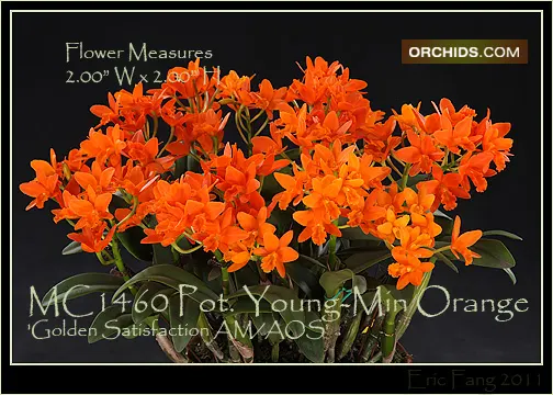 Rhyncattleanthe Young-Min Orange 'Golden Satisfaction' (Rhyncattleanthe)
