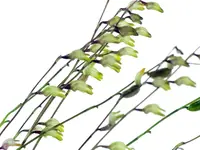 Masdevallia microsiphon