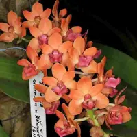 Rhyncostylis gigantea var. carrot