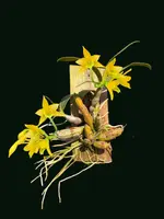 Dendrobium trigonopus (Well Plant)