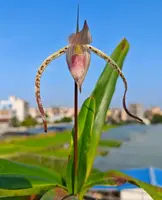 Paphiopedilum stonei