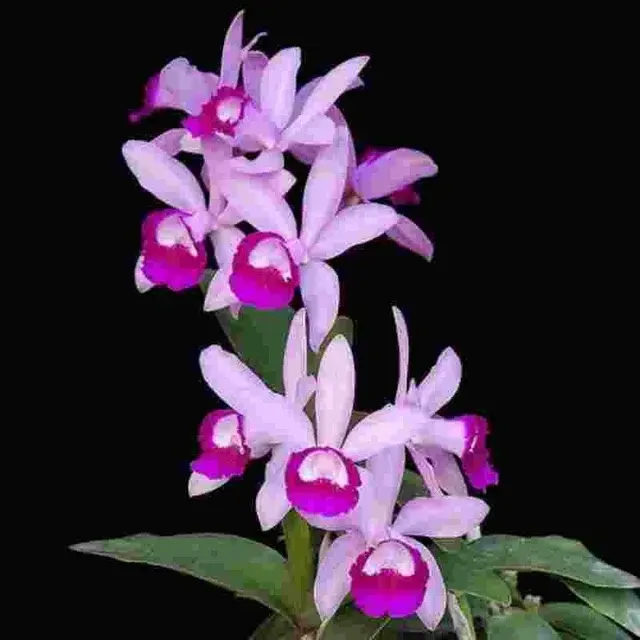 Cattleya intermedia var orlata 'Rio' (Cattleya)
