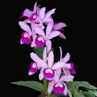 Cattleya intermedia var. orlata 'Rio'