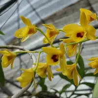 Dendrobium chrysotoxum var. suavissimum (Blooming Size)