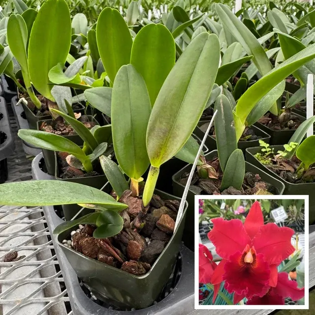 Rhyncholaeliocattleya Ayayusa 'Volcano Queen' (Rhyncholaeliocattleya)