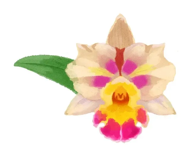 Cattleya Rlc. Lady Gaga ’Alejandro’ (Cattleya)
