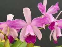 Cattleya intermedia flamea ‘Olompali Kip’ - two lead division