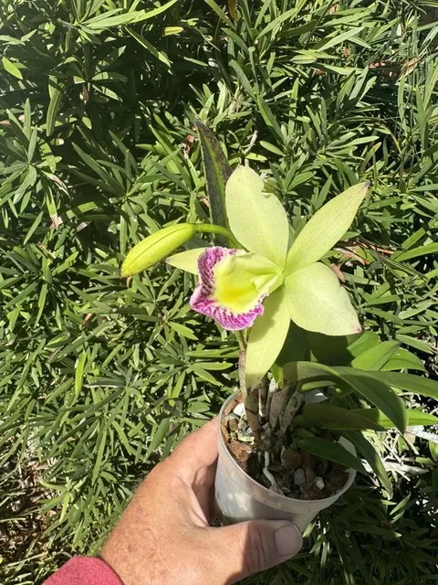 Brassocattleya Hawaii Stars (Brassocattleya)