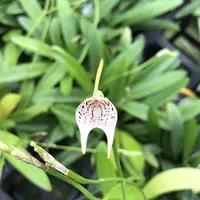 Masdevallia guttulata