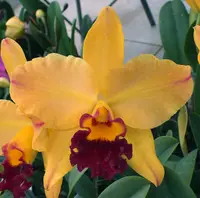 Blc. Hsinying Williette '#14'.