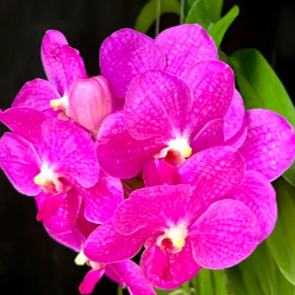 Vanda Siriporn 'Pracha' (Vanda)