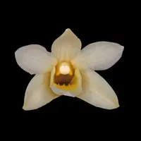 Dendrobium platycaulon